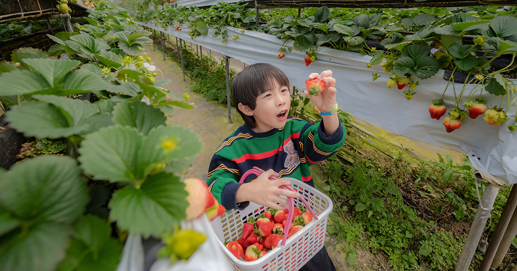 即時熱門文章：台北採草莓秘境！連內湖人都不知道的安泰草莓園，草莓又大又鮮甜！