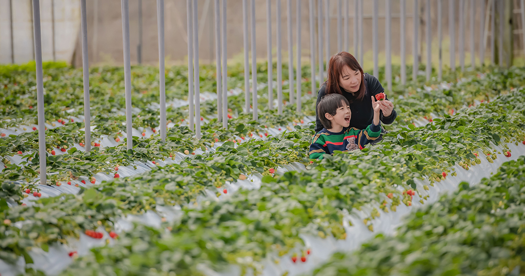 即時熱門文章：台北景點｜清香休閒農場採草莓、拔蘿蔔、食農體驗，一年四季都好玩的快樂農場！
