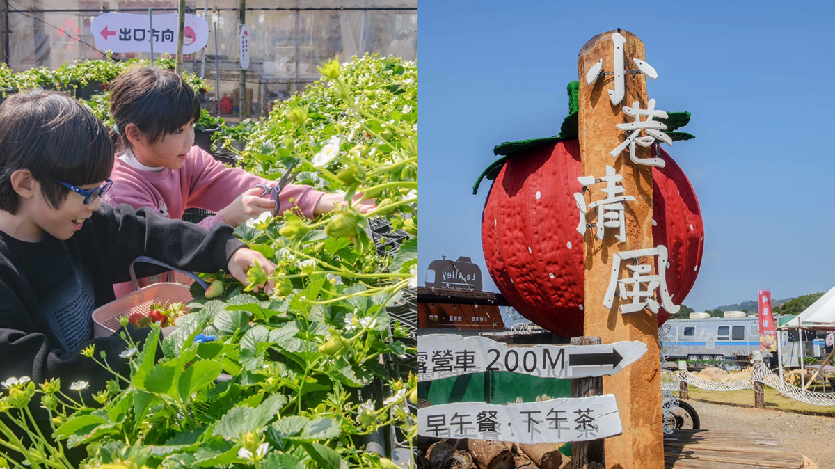 即時熱門文章：苗栗採草莓推薦！小巷迷宮草莓園，採草莓玩迷宮、吃甜點、烤乳豬