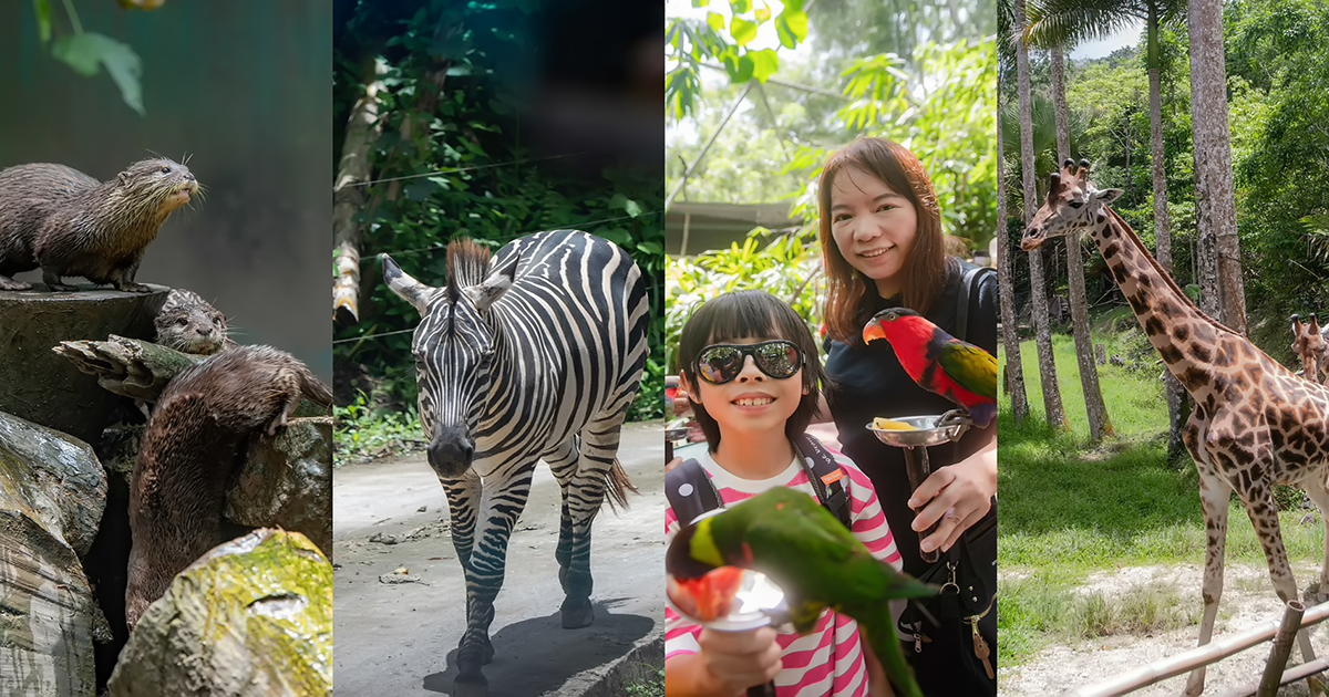 網站近期文章：宿霧親子必玩景點｜Cebu Safari & Adventure Park 野生動物園一日遊，獅子、斑馬近距離看