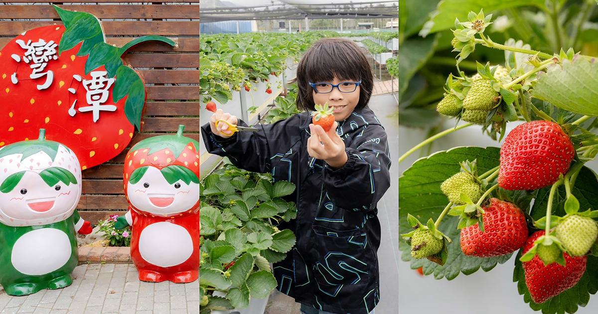 即時熱門文章：苗栗採草莓推薦〡大湖灣潭玫瑰草莓園