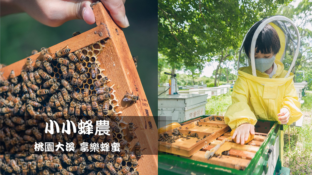 今日熱門文章：小小蜂農｜桃園享樂蜂蜜，親近蜜蜂、蜂糧DIY，原來蜜蜂一點都不可怕！