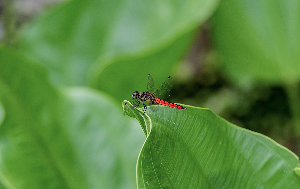 蜻蜓 (1).jpg