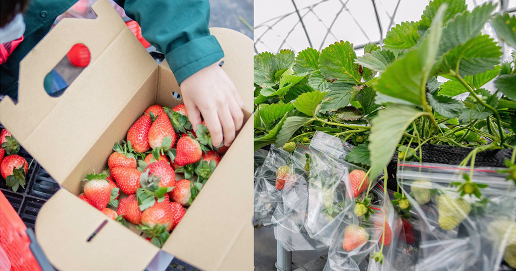今日熱門文章：桃園蘆竹︳八角店高架草莓園，最新採草莓景點，無毒草莓不分品種均一價
